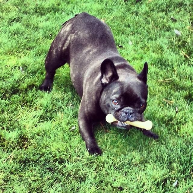 Meet Jag!  Frenchies are the best!  very playful a