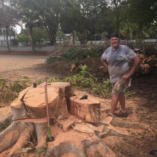 Large Ficus Tree Removed 