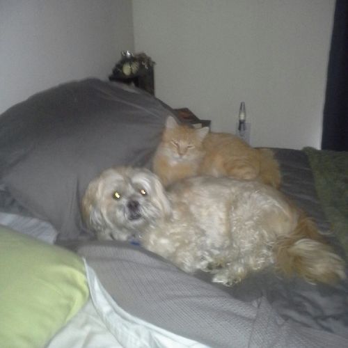 MY DOG AND FOSTER CAT