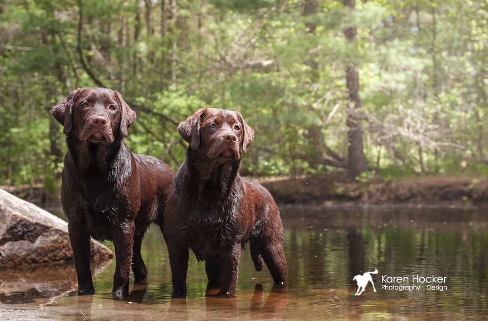 Trawler & Eloise, Labrador Retrievers
