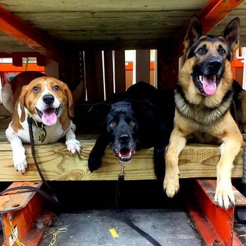 Tucker, Jack, and Koda training at Home Depot