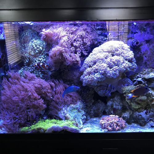 Coral Tank