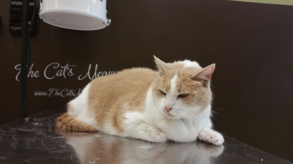 short hair baths start at $48 and include nails, e