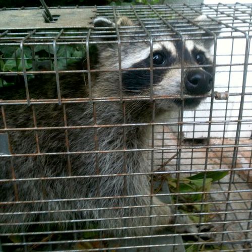 Raccoon trapping - humane, daily trap checks and f