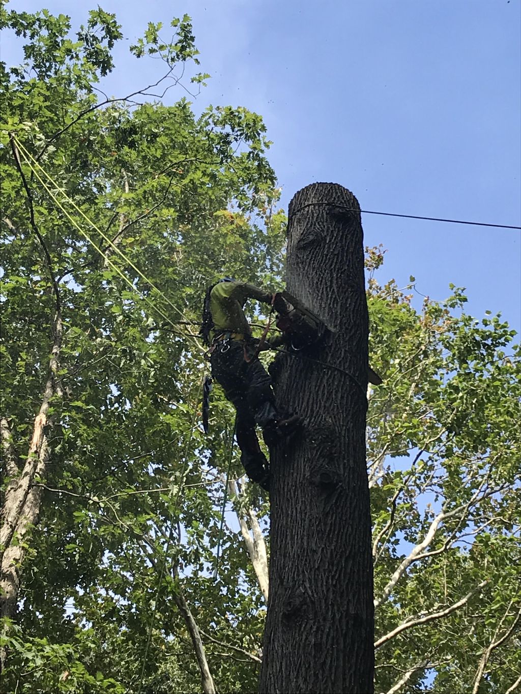 We can do any tree. Any time, 