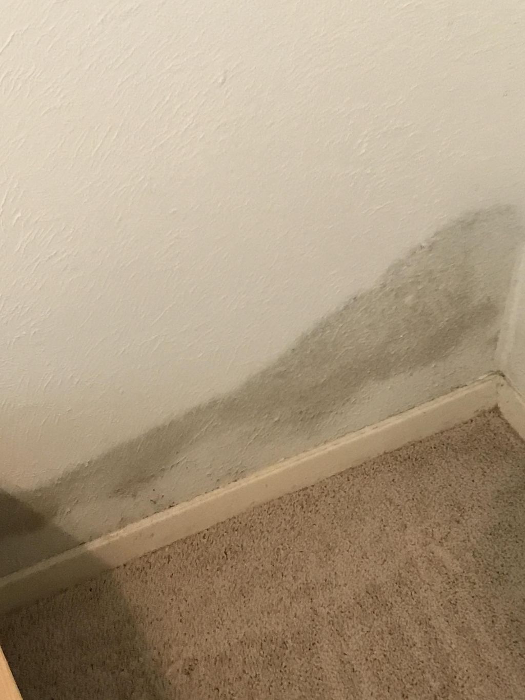 We can help you with mold growth remediation cause