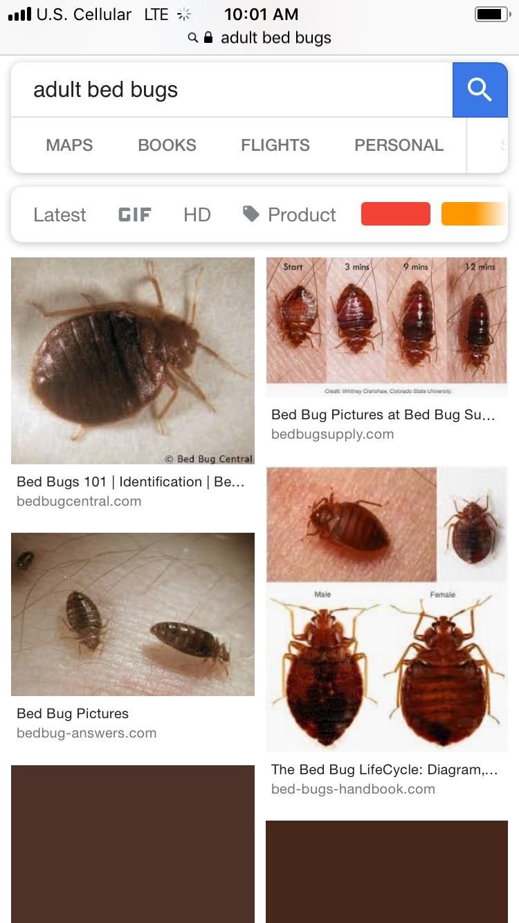 Bedbug Pros. / Acclaim Cleaning & Restoration