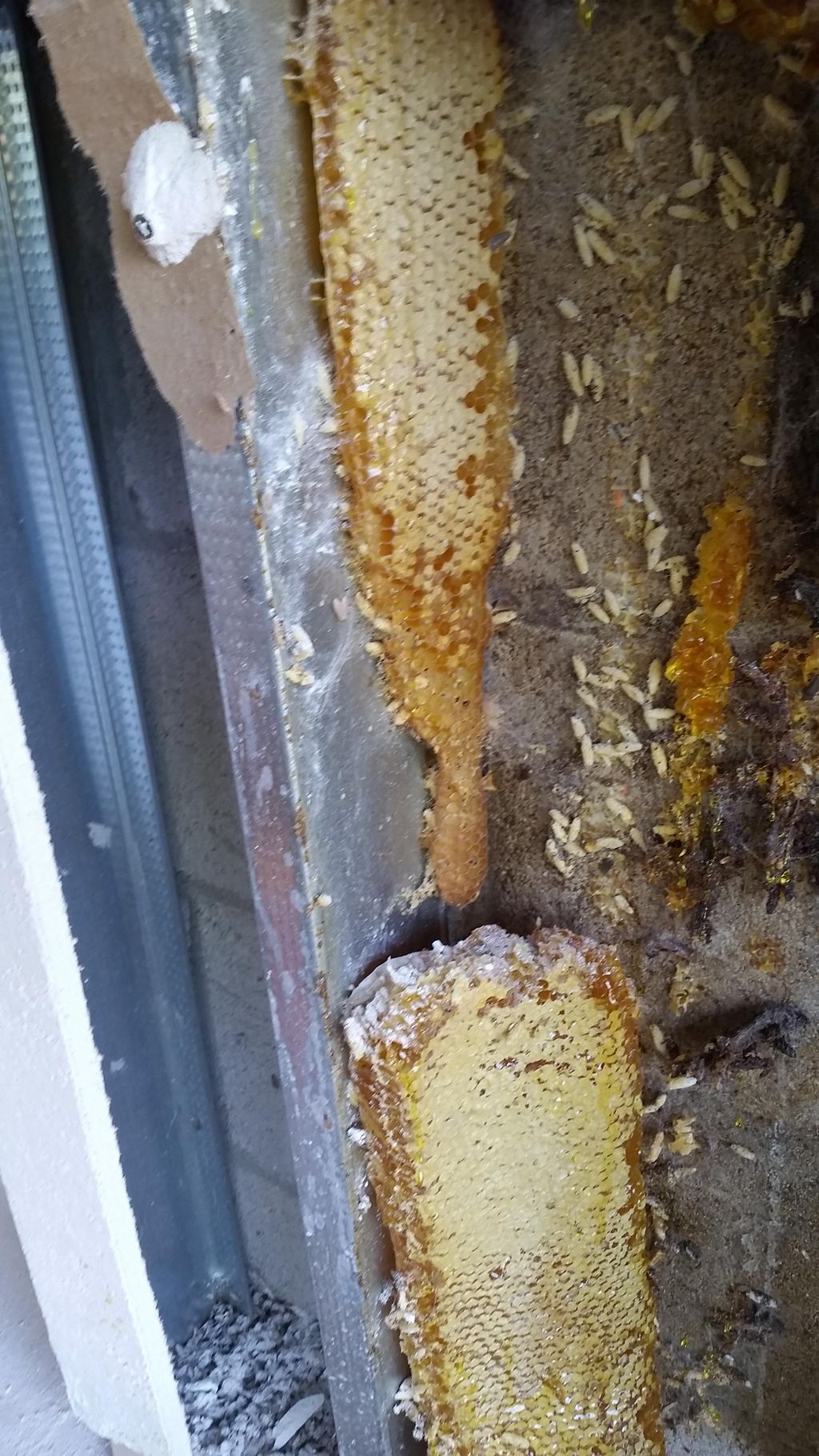 Bees in garage