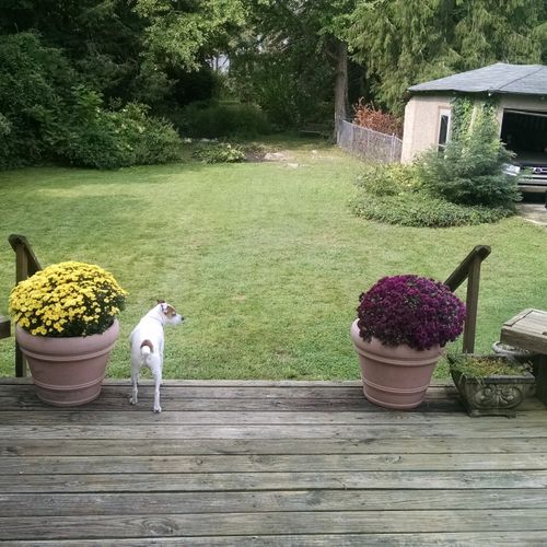 back yard after mow & trim