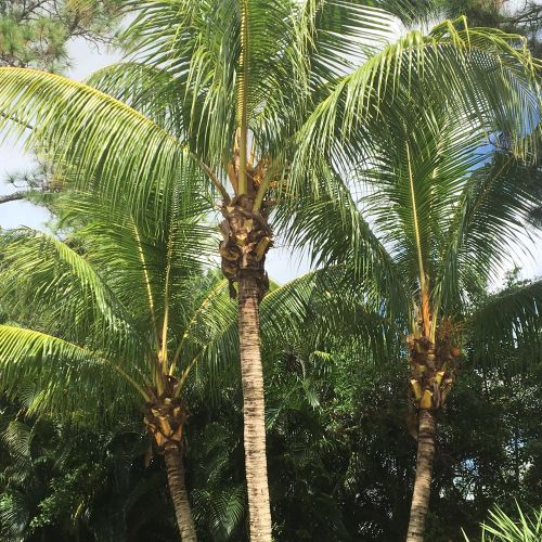 PALM TRIMMING 