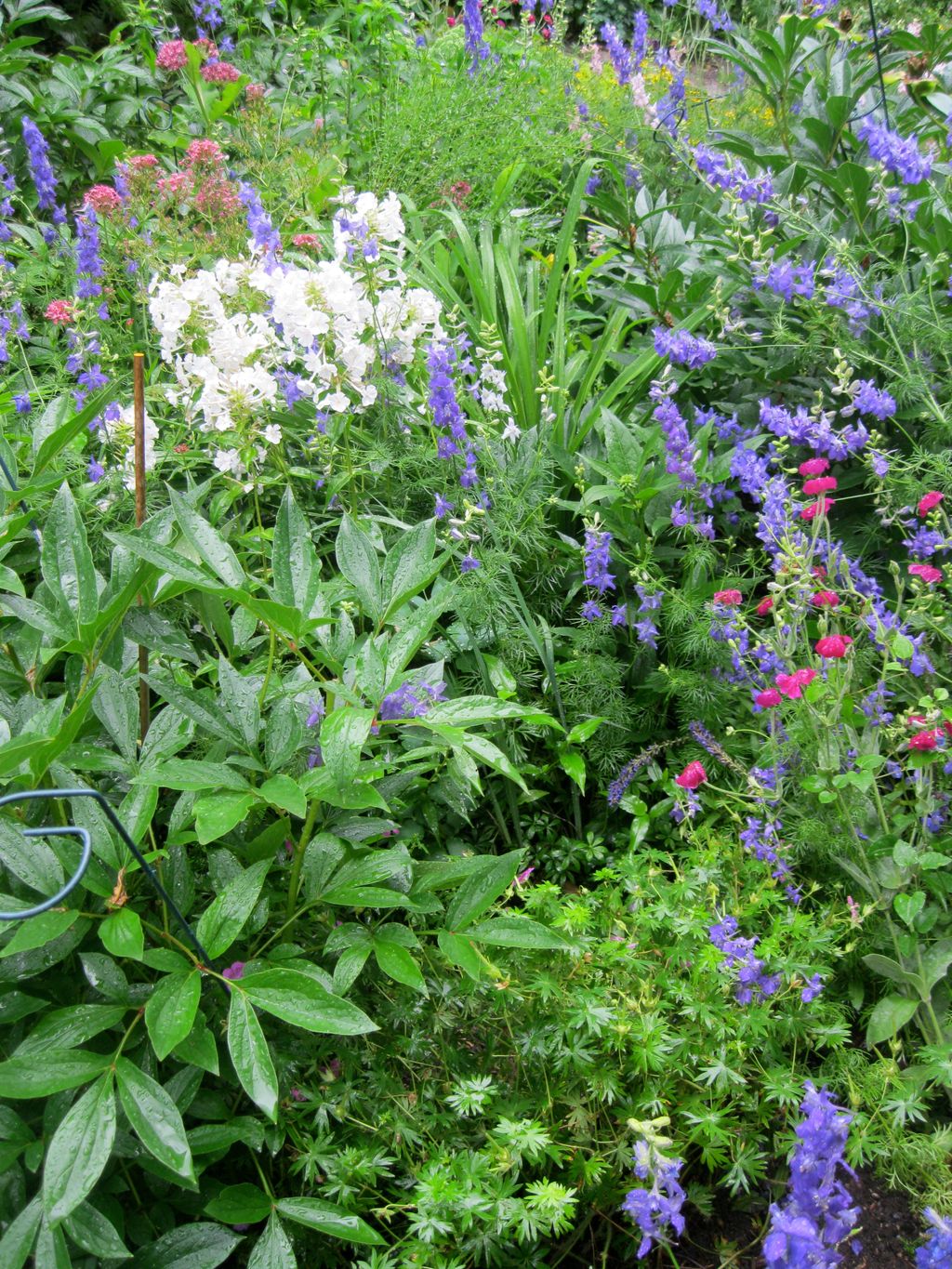 Garden, Private Residence,
Philadelphia.