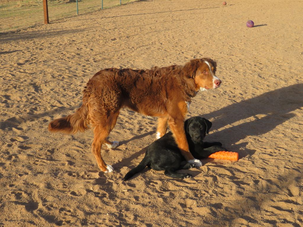 Puppy socialization!