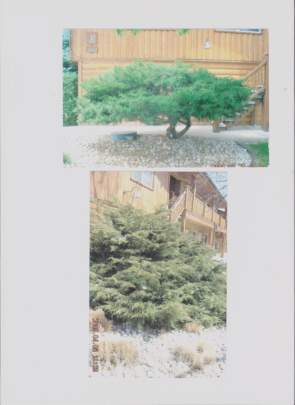 Before and after Bonsai of huge Juniper