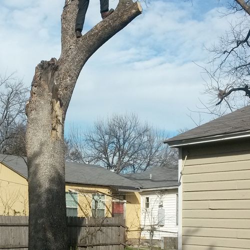 Dead Unknown Tree Removal  in Grand Prairie, Texa