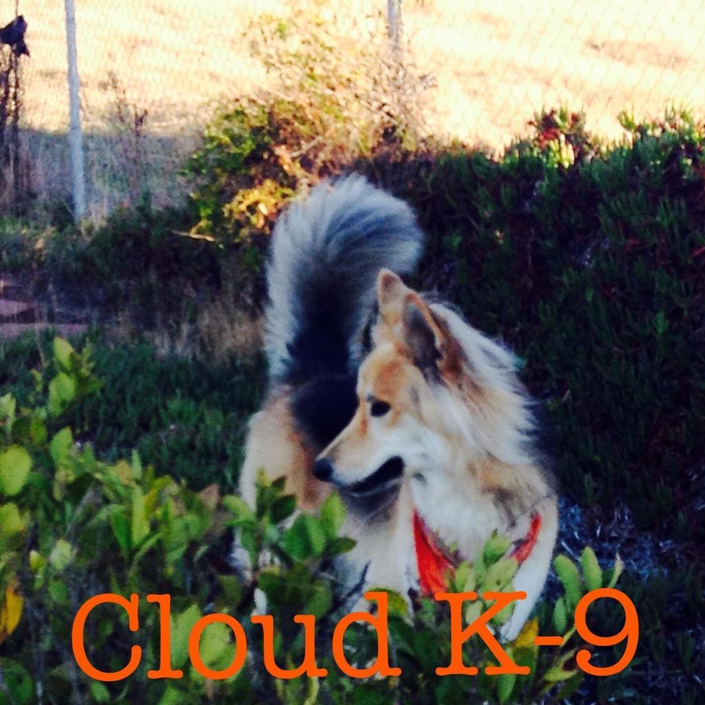 Alie's Cloud K-9 Dog & Pet Services