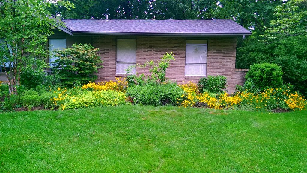 1 year after planting.  Yellow flowers (Lanceleaf 