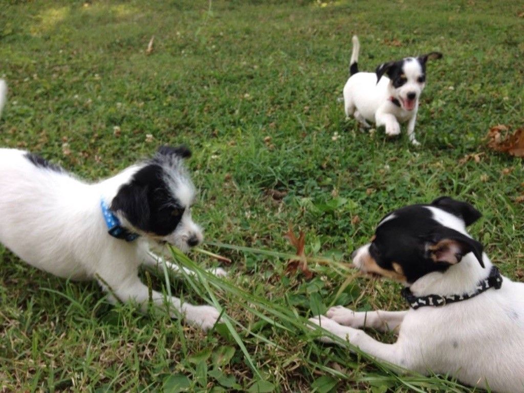 April, May, and June at their first puppy class!
