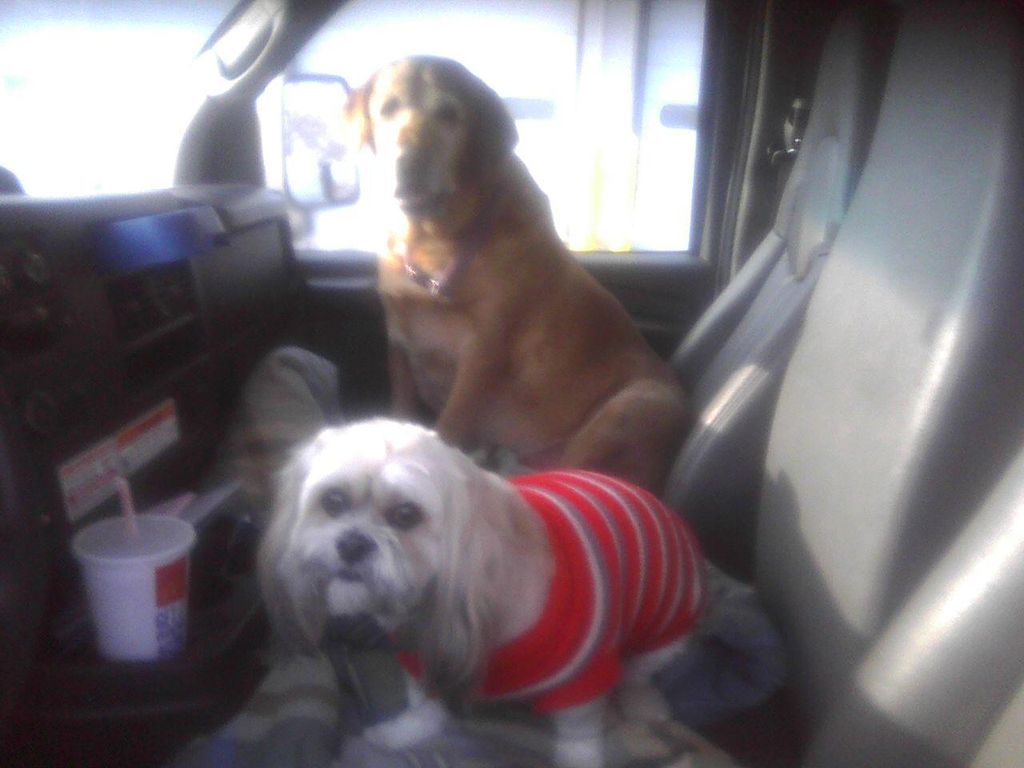 Pets make great traveling companions - no extra ch