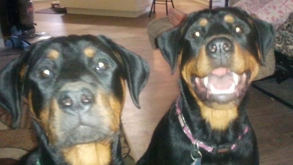 These are my girls.  The serious one is Aries.  Th