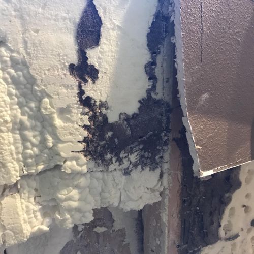 Mold growth and termite damage on spray foam insul