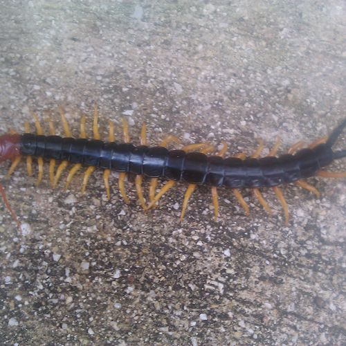centipede on customers driveway looking for water 