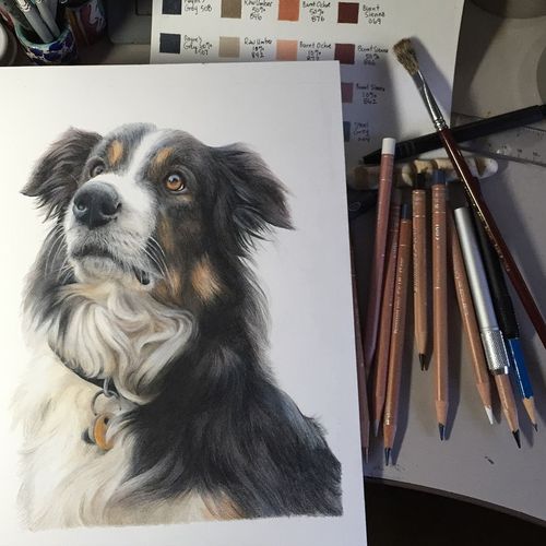 Dog portrait in colored pencil, 8 x 10"