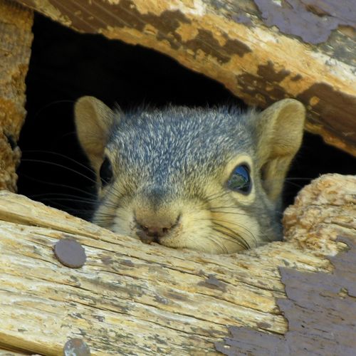 Squirrel in the attic?