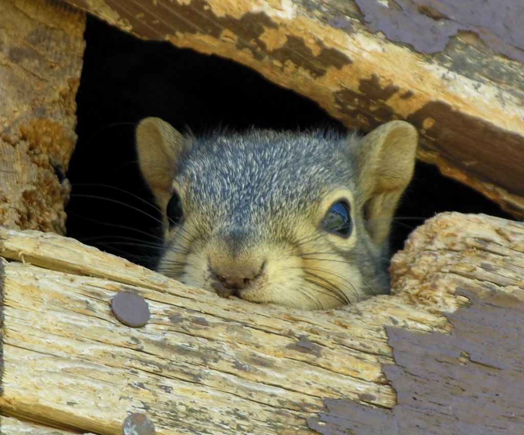 Squirrels in the attic?