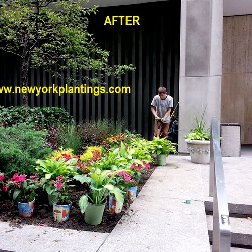 Front Garden and Plantings by NEW York Plantins an