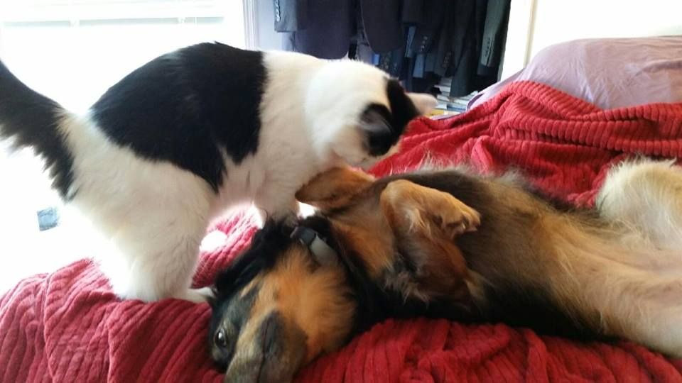 'Stache and CeeCee have a fun sleep-over!