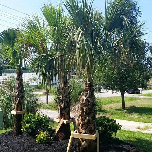 We do palm trees!