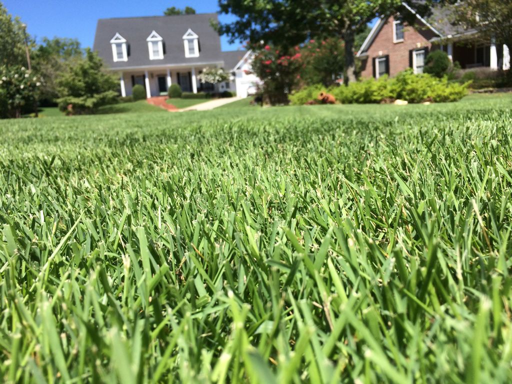 Myers Zoysia