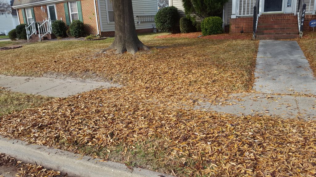Leaf Removal BEFORE