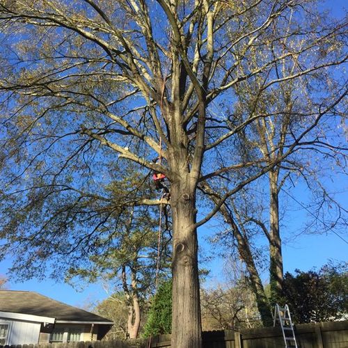 A 2 Day 95 foot Oak with multiple limbs removal an