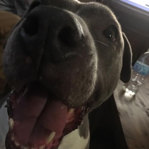 Gerty, the happy pit bull.