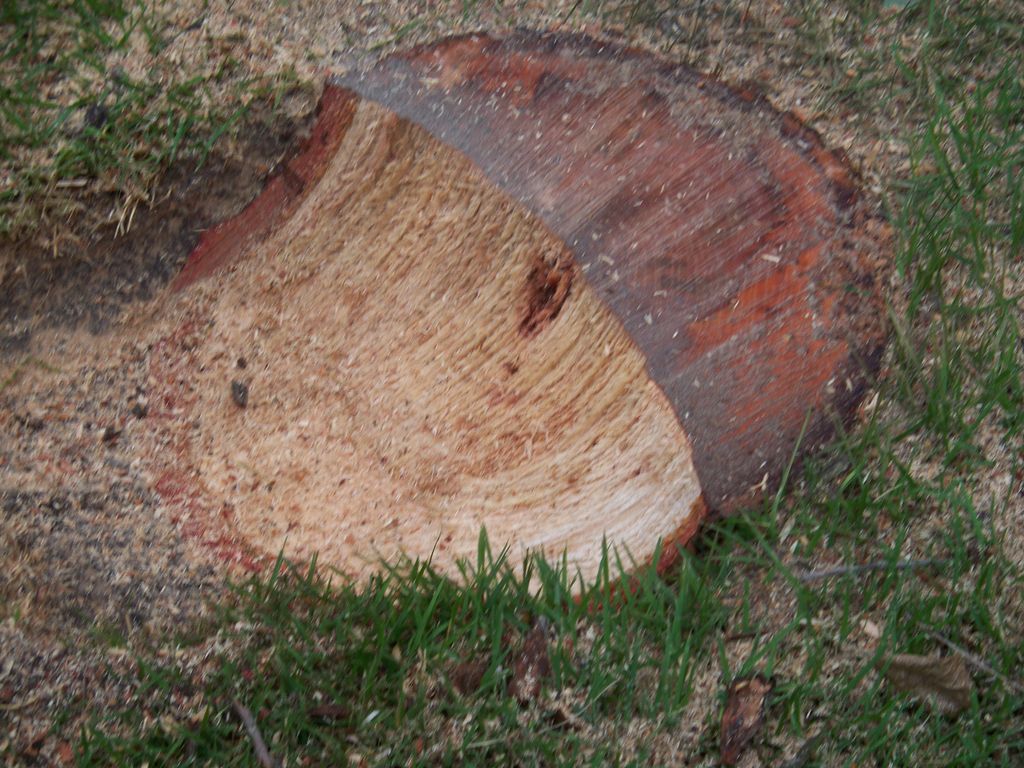 Priced Right Stump Grinding