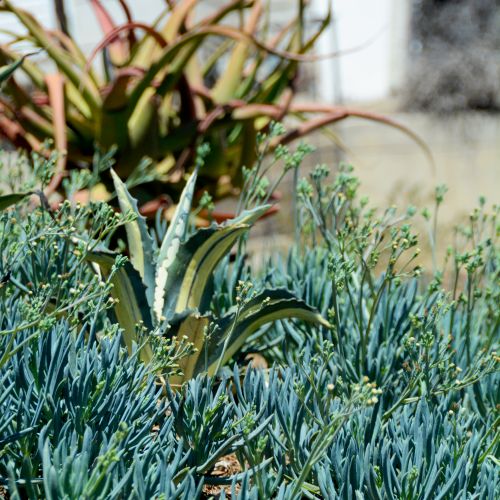 Aloe and blue chalk sticks drought tolerant