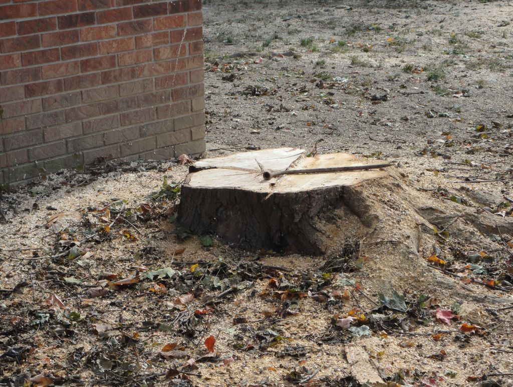 Tree removed!!  Time for the happy dance.