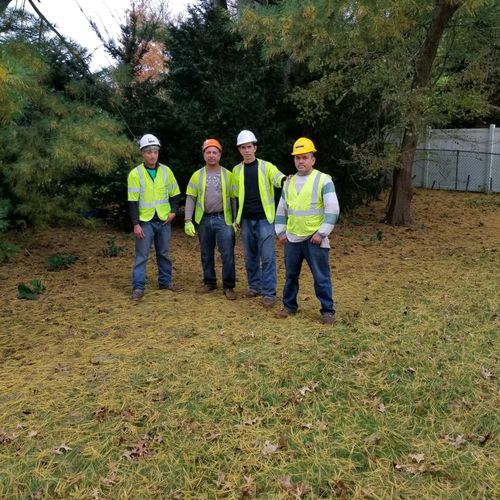 PAJBTreeService cutting 4 Pine Trees in PA!