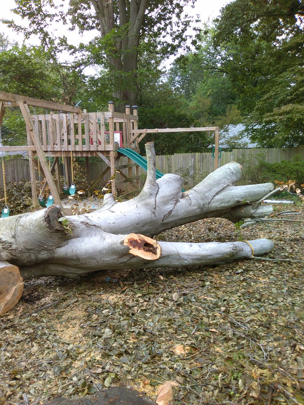 tree triming in Chevy chase