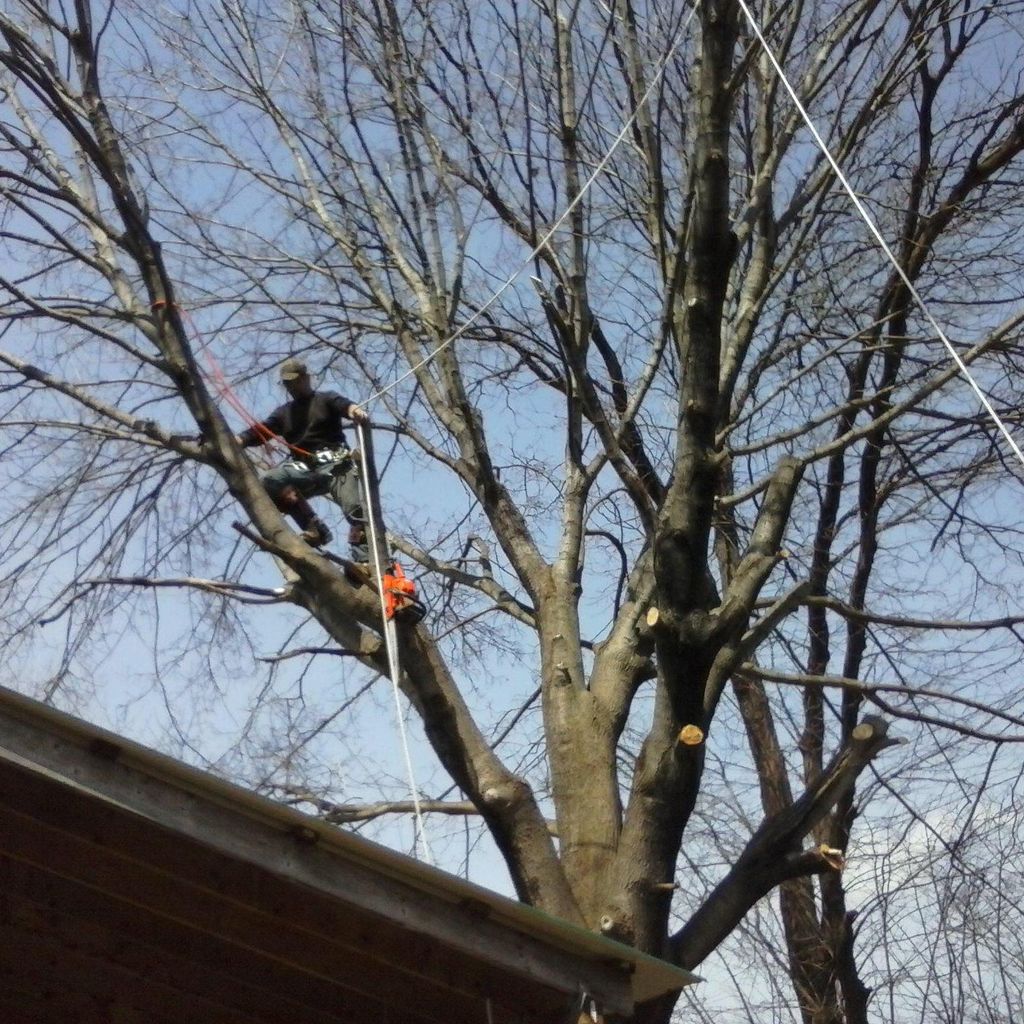 Timber View Tree removal and Trimming Services,...