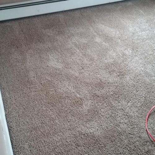 Main corner of room with pet staining, strong pet 