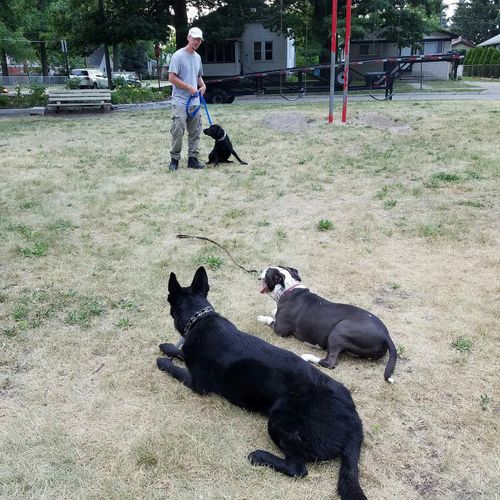K9 Heights' Eric working with Opie while Roxy and 