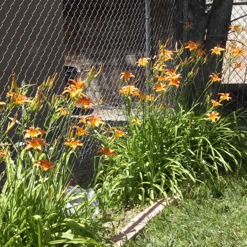 Tiger Lilies in bloom.