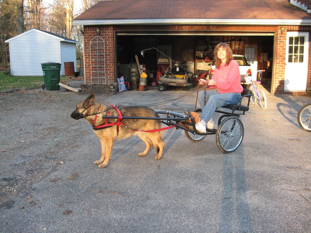 Orin at 3yrs sulky cart driving.  
Urban Mushing