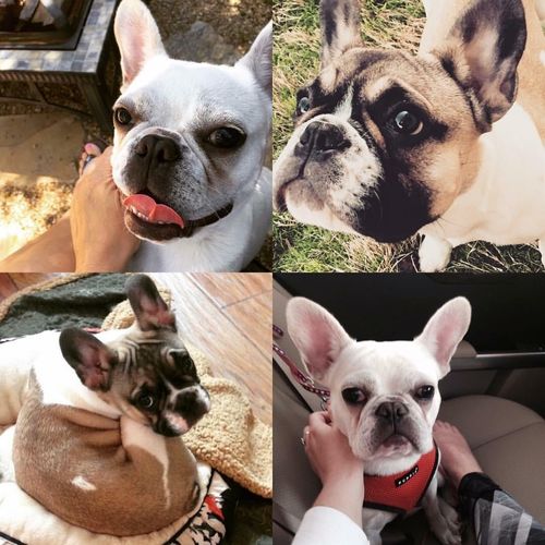My french bulldogs that I used to watch 