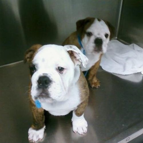 My two twin English Bulldogs I watch every Easter,