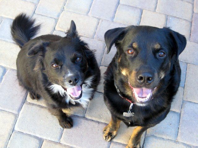 Our two puppies...Molly and Jinx.