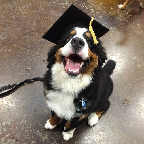 Madison is a proud graduate of Puppy Kindergarten 