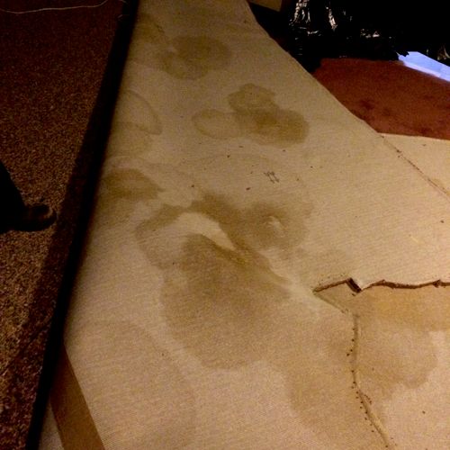 Dog urine stains found on carpet backing during a 